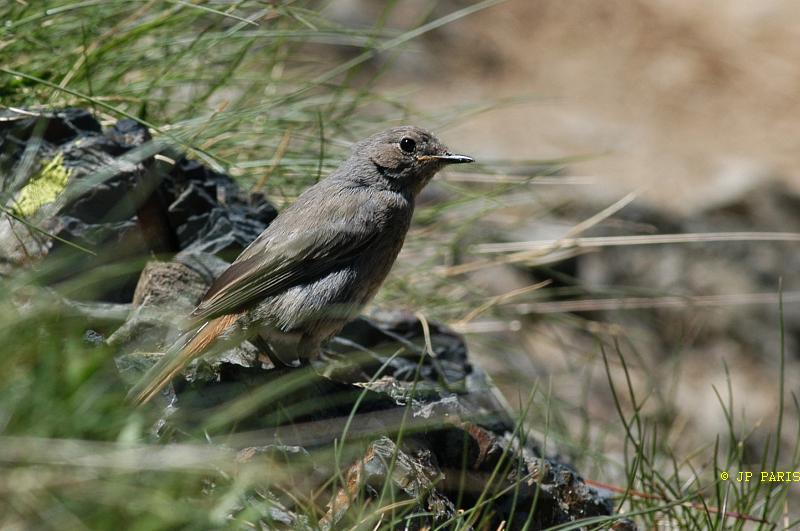 Phoenicurus ochruros